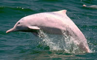 Pink dolphin